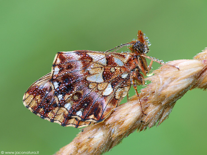 Boloria... ma quale? - Boloria (Clossiana) dia